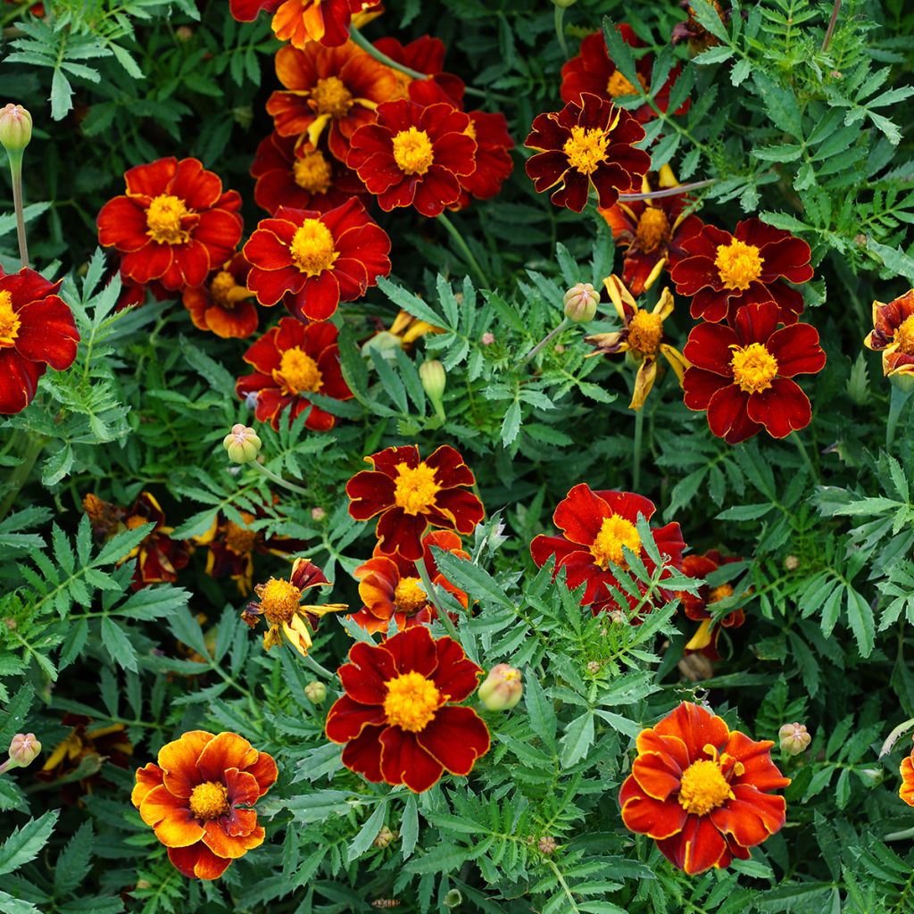 Graines d'Oeillet d'Inde Red Knight - Tagetes patula