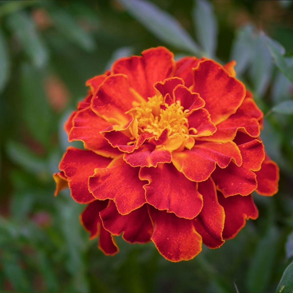 Graines d'Oeillet d'Inde Scarlet Sophie - Tagetes patula