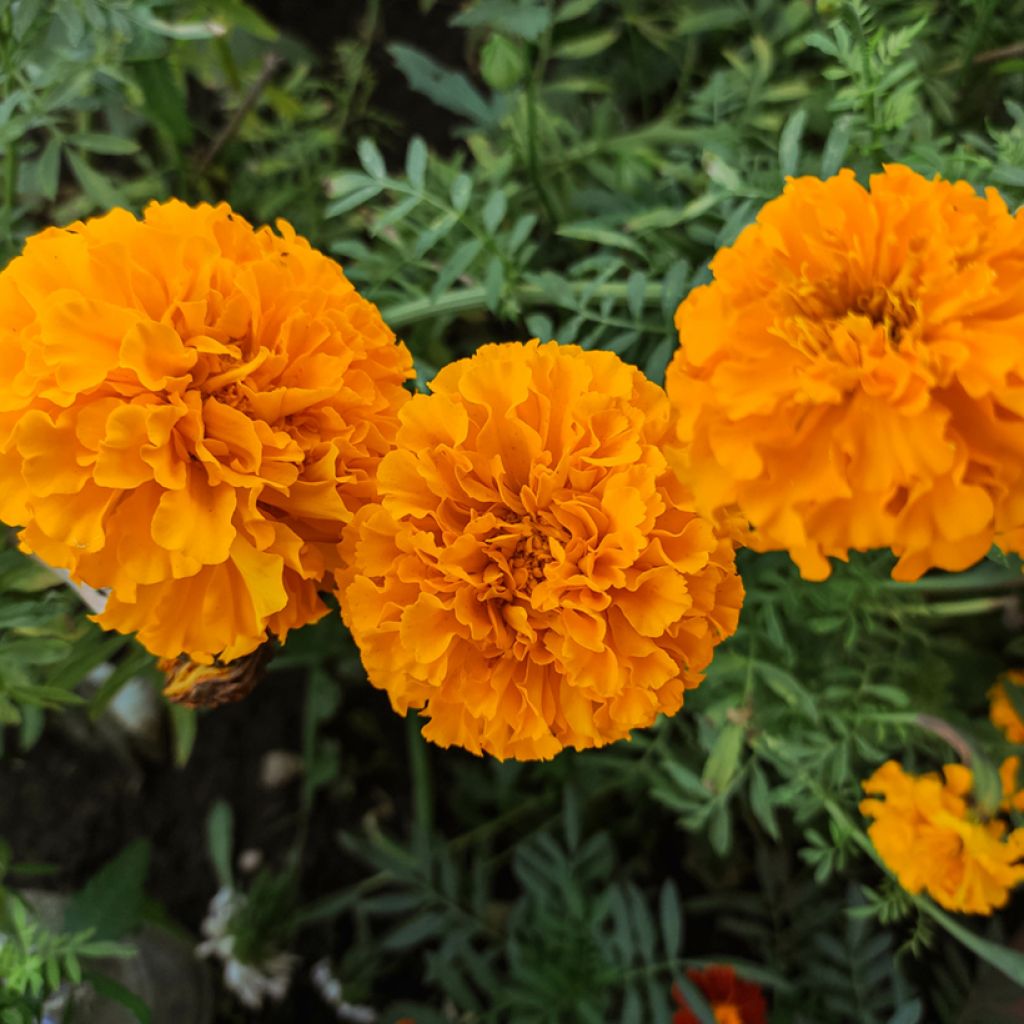 Graines d'Oeillet d’Inde Tangerine - Tagetes patula