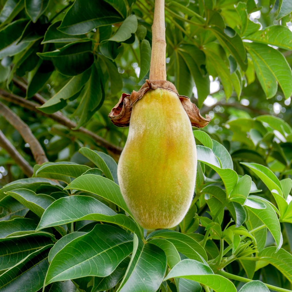 Graines de Baobab - Adansonia digitata