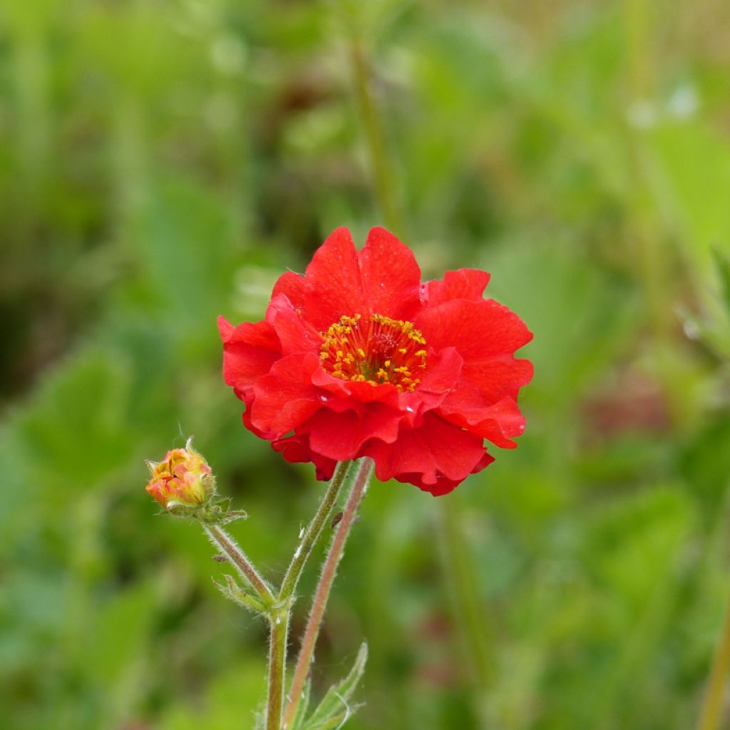 Graines de Benoîte Mrs Bradshaw - Geum chiloense