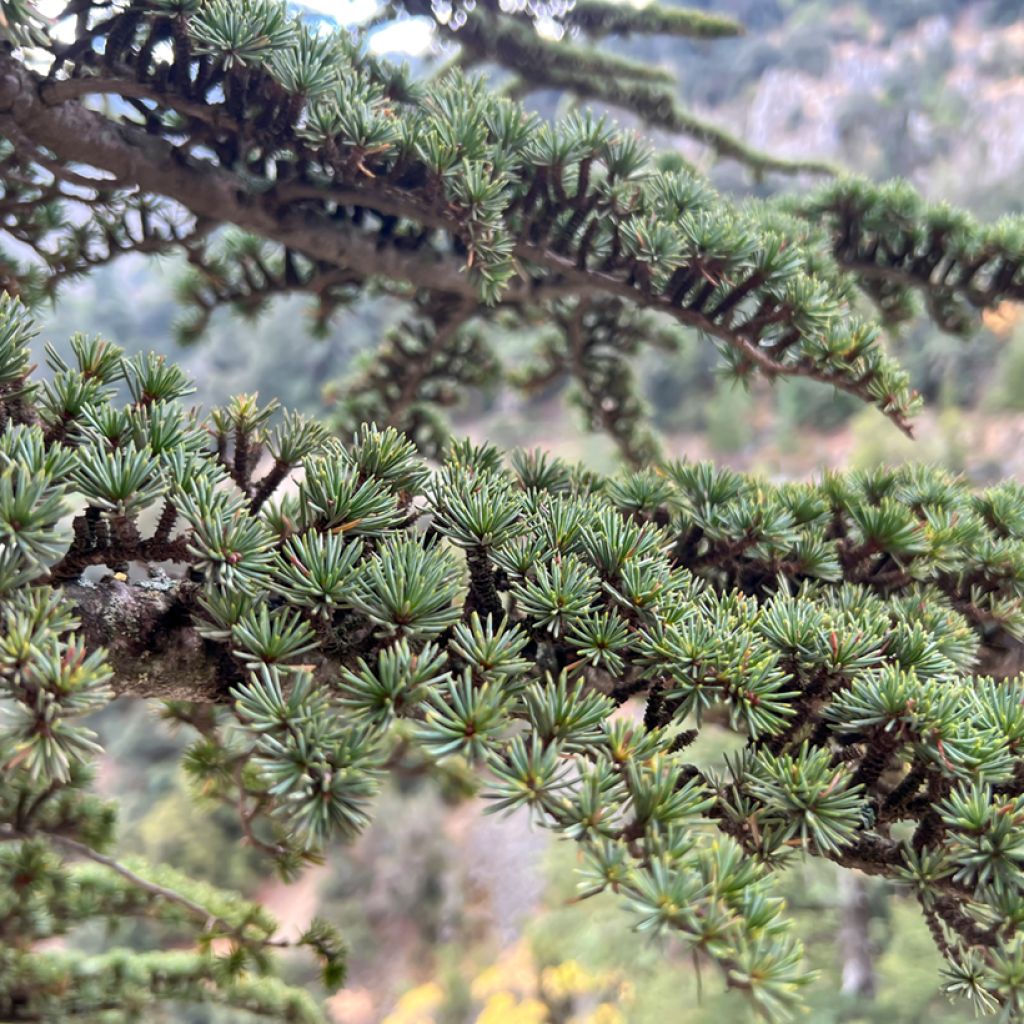 Graines de Cèdre de l'Atlas - Cedrus atlantica