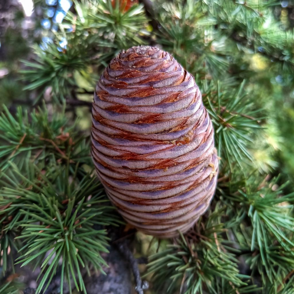 Graines de Cèdre de l'Atlas - Cedrus atlantica