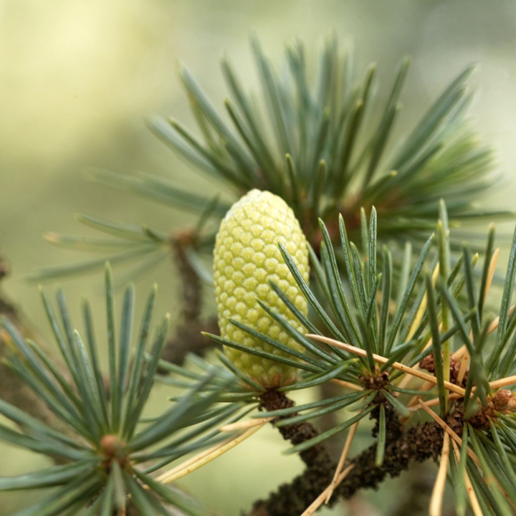 Graines de Cèdre du Liban - Cedrus libani