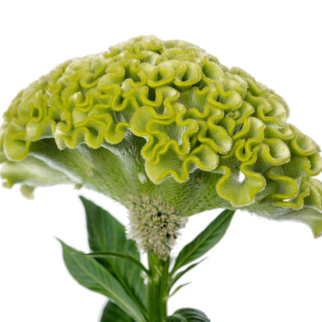 Graines de Célosie crête-de-coq Act Verda (Green)