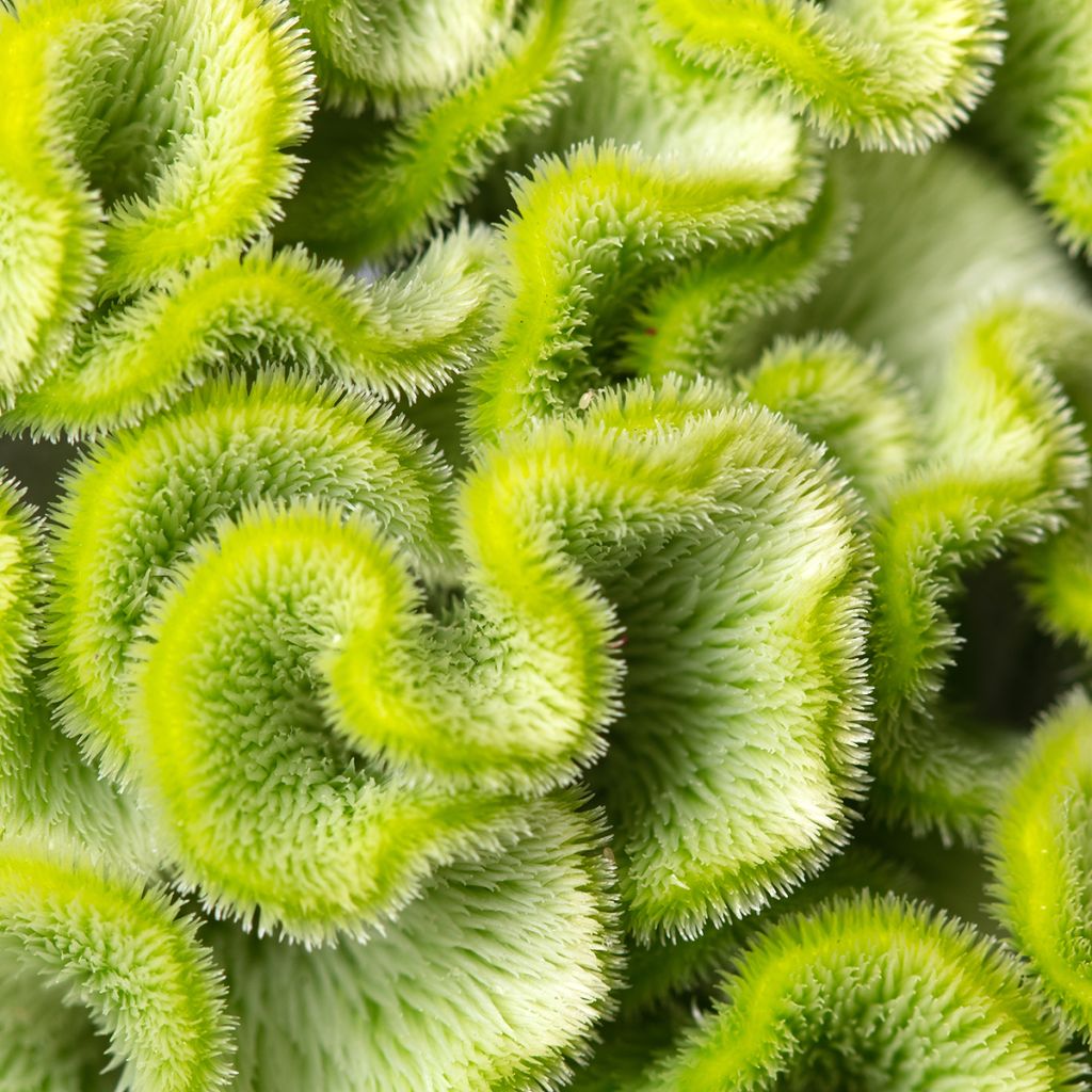 Graines de Célosie crête-de-coq Act Verda (Green)