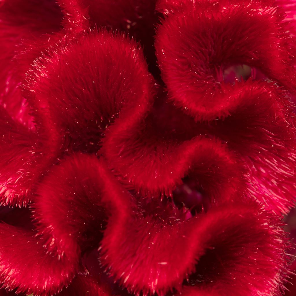 Graines de Célosie crête-de-coq Red Jack