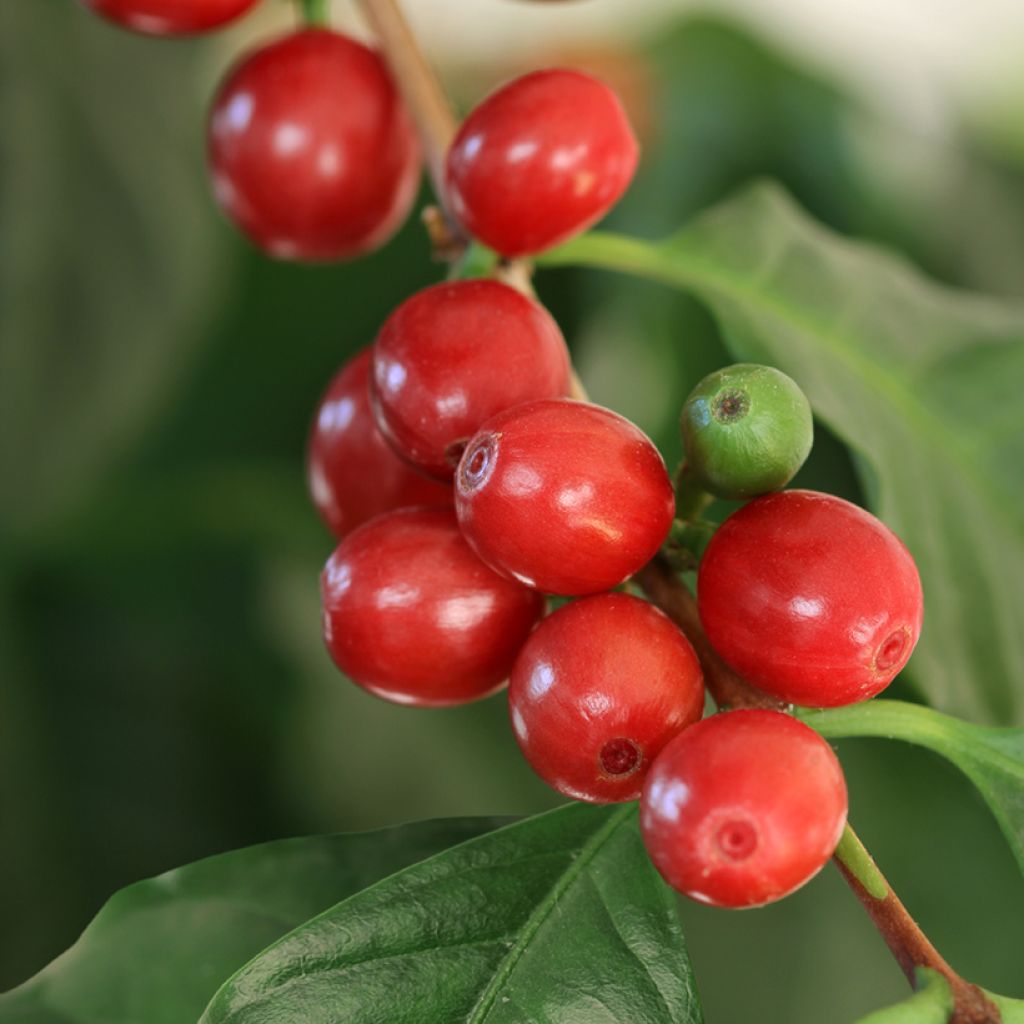 Graines de Caféier - Coffea arabica