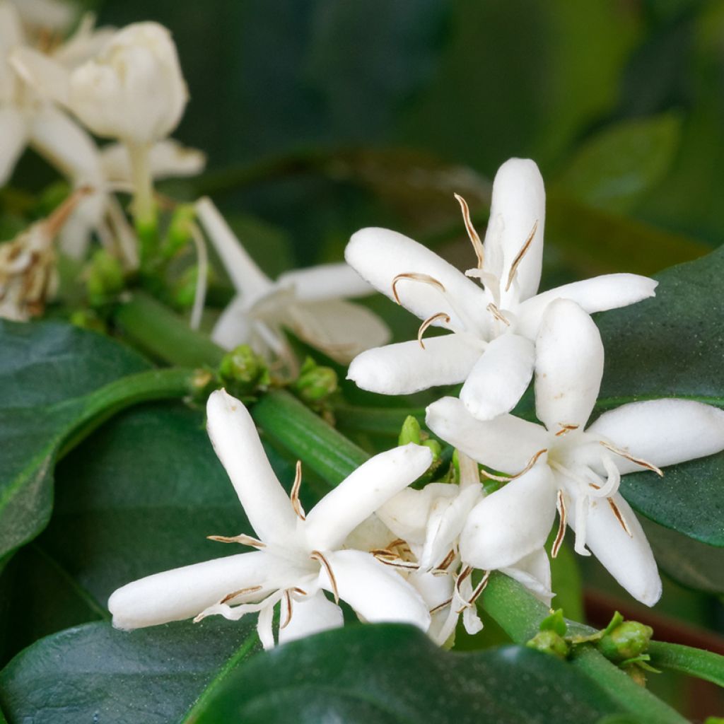 Graines de Caféier - Coffea arabica