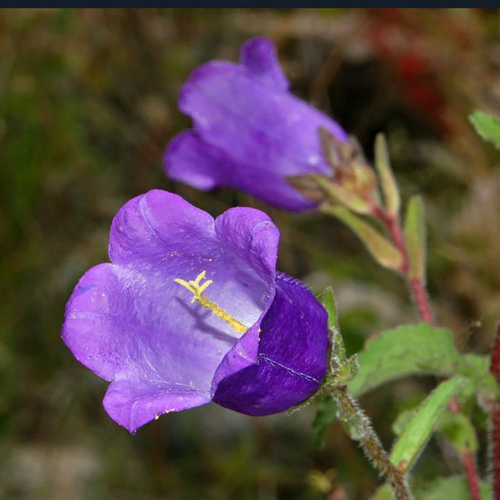 Graines de Campanule carillon simple bleue - Campanula medium