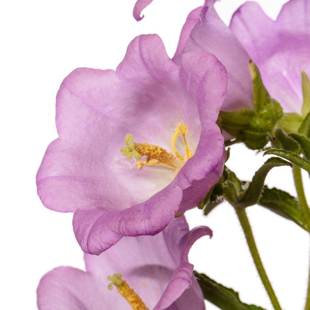 Graines de Campanule medium F1 Big Ben Lavender (graines enrobées)