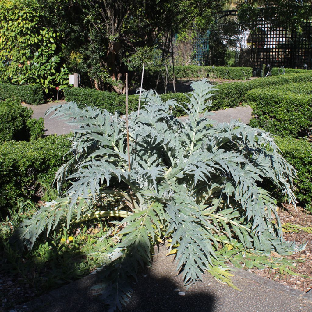 Graines de Cardon - Cynara cardunculus 