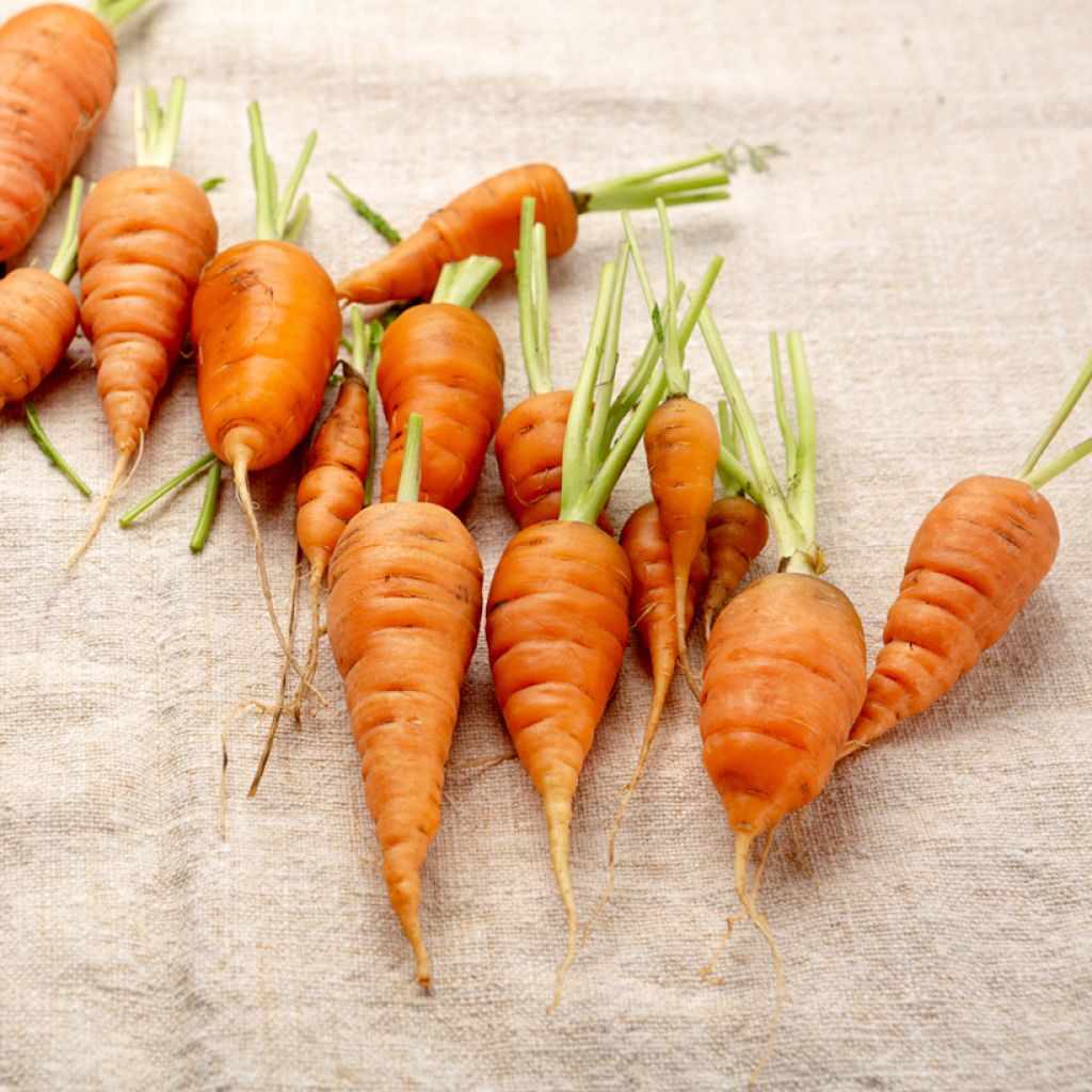 Graines de Carottes Katrin