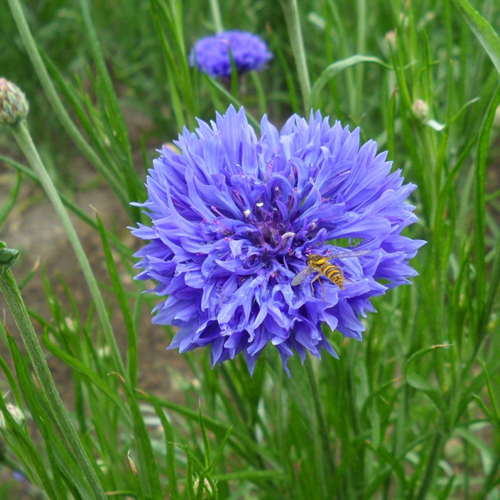 Graines de Centaurée bleuet Blue Boy - Centaurea cyanus