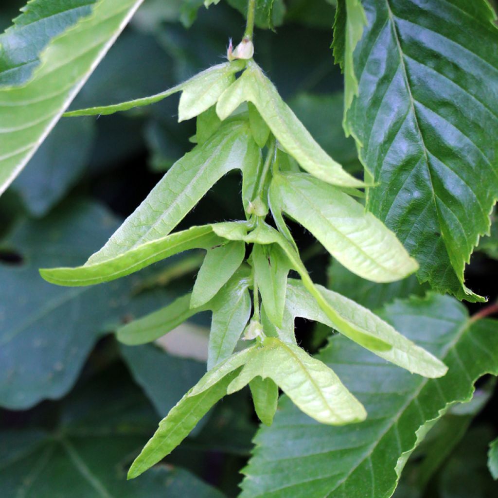 Graines de Charme commun