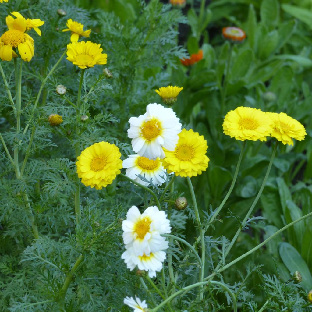 Graines de Chrysanthème comestible Double Mix - Chrysanthemum coronarium