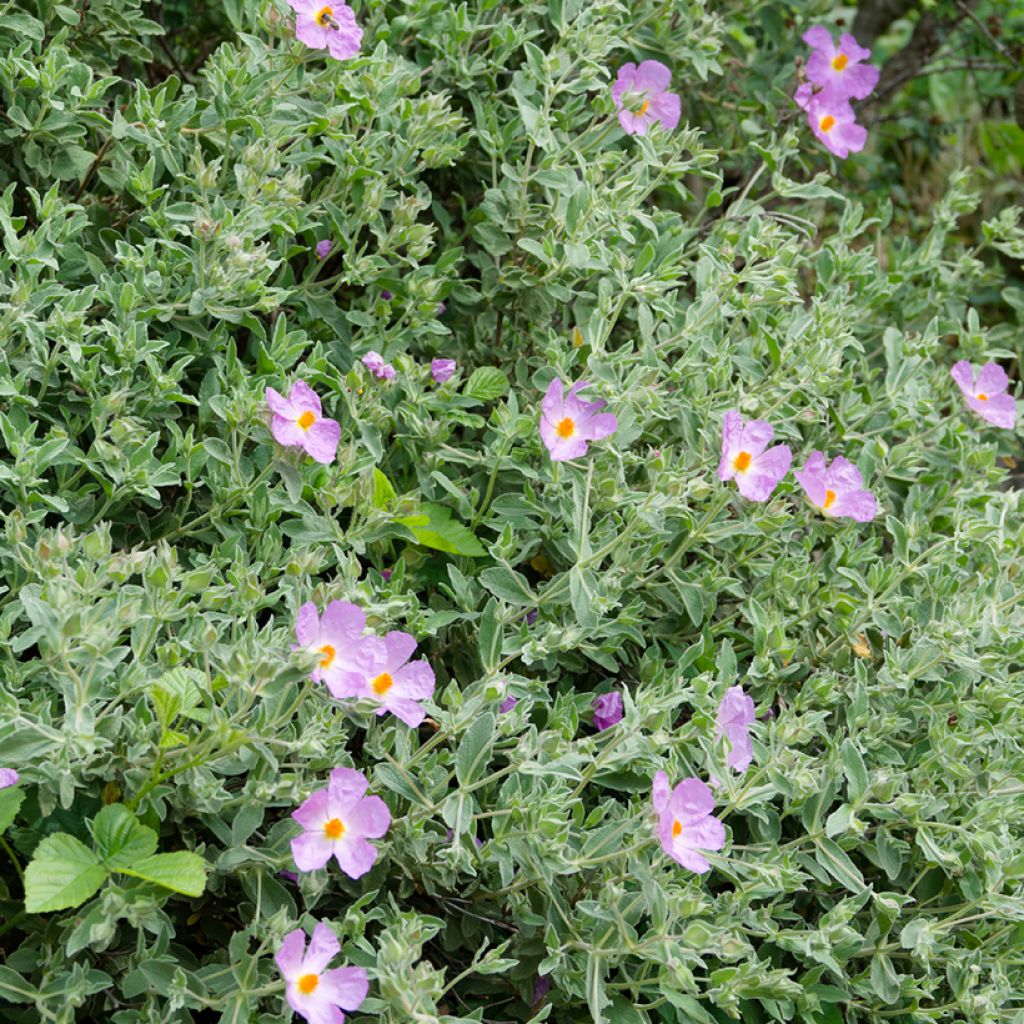 Graines de Ciste cotonneux - Cistus albidus