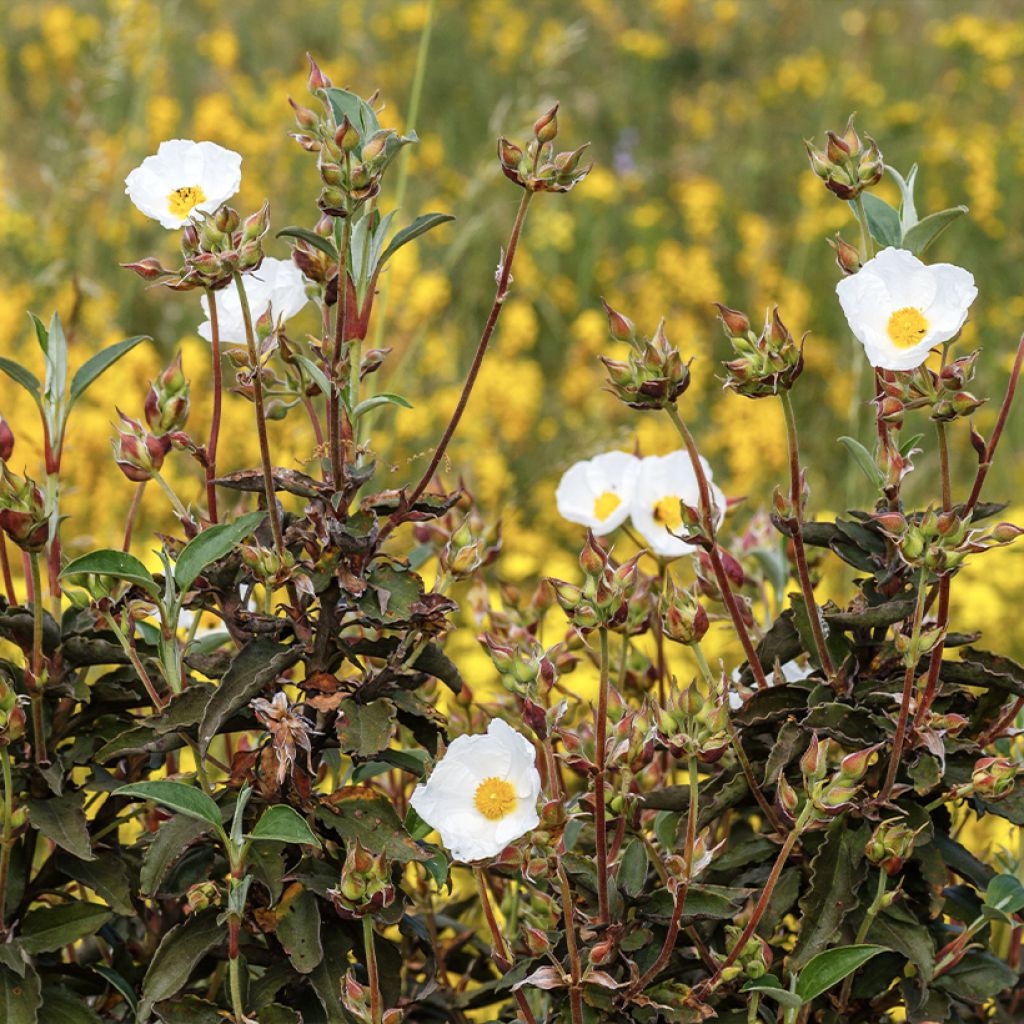 Graines de Ciste à feuilles de laurier - Cistus laurifolius