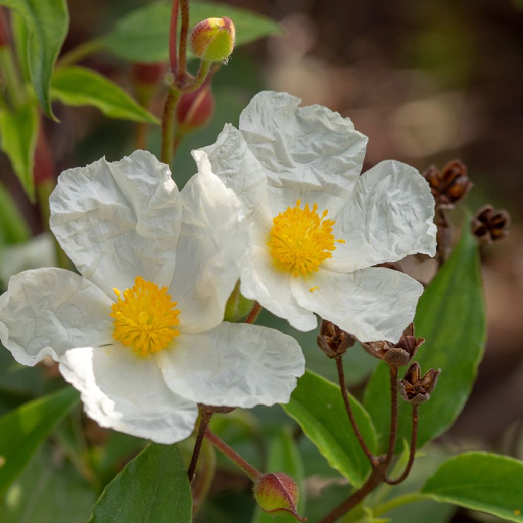 Graines de Ciste à feuilles de laurier - Cistus laurifolius
