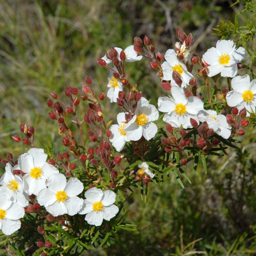 Graines de Ciste de Montpellier - Cistus monspeliensis