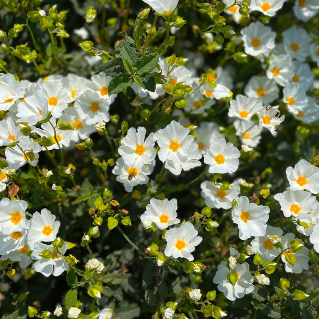 Graines de Ciste de Montpellier - Cistus monspeliensis