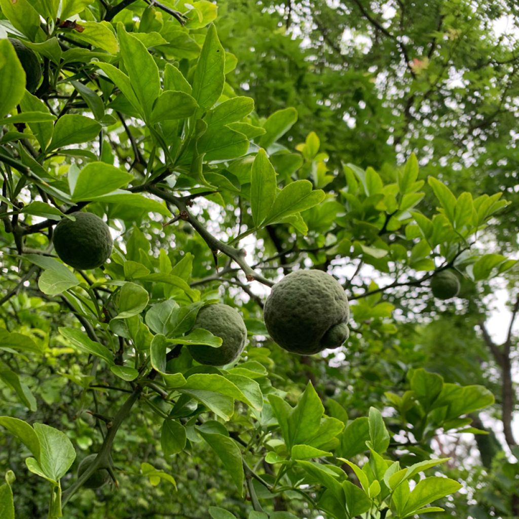 Graines de Citronnier épineux - Poncirus trifoliata