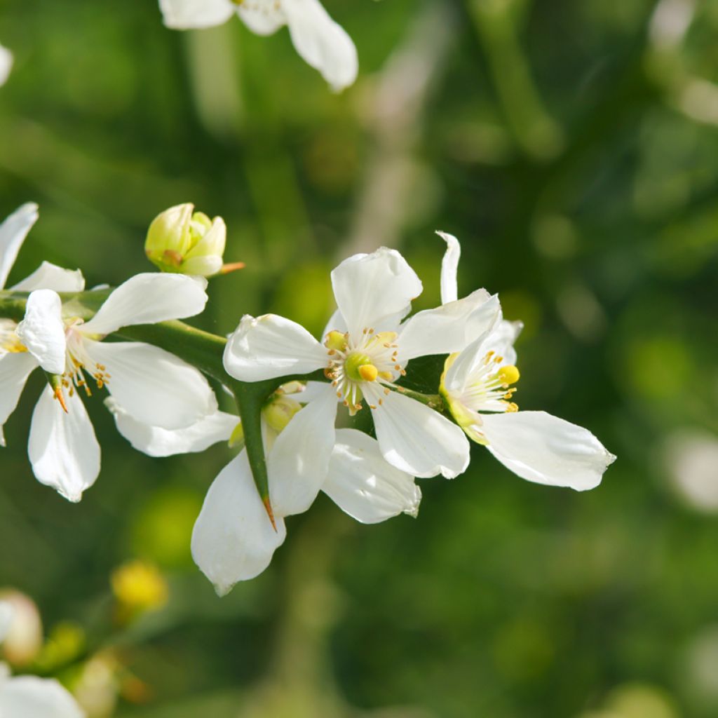 Graines de Citronnier épineux - Poncirus trifoliata