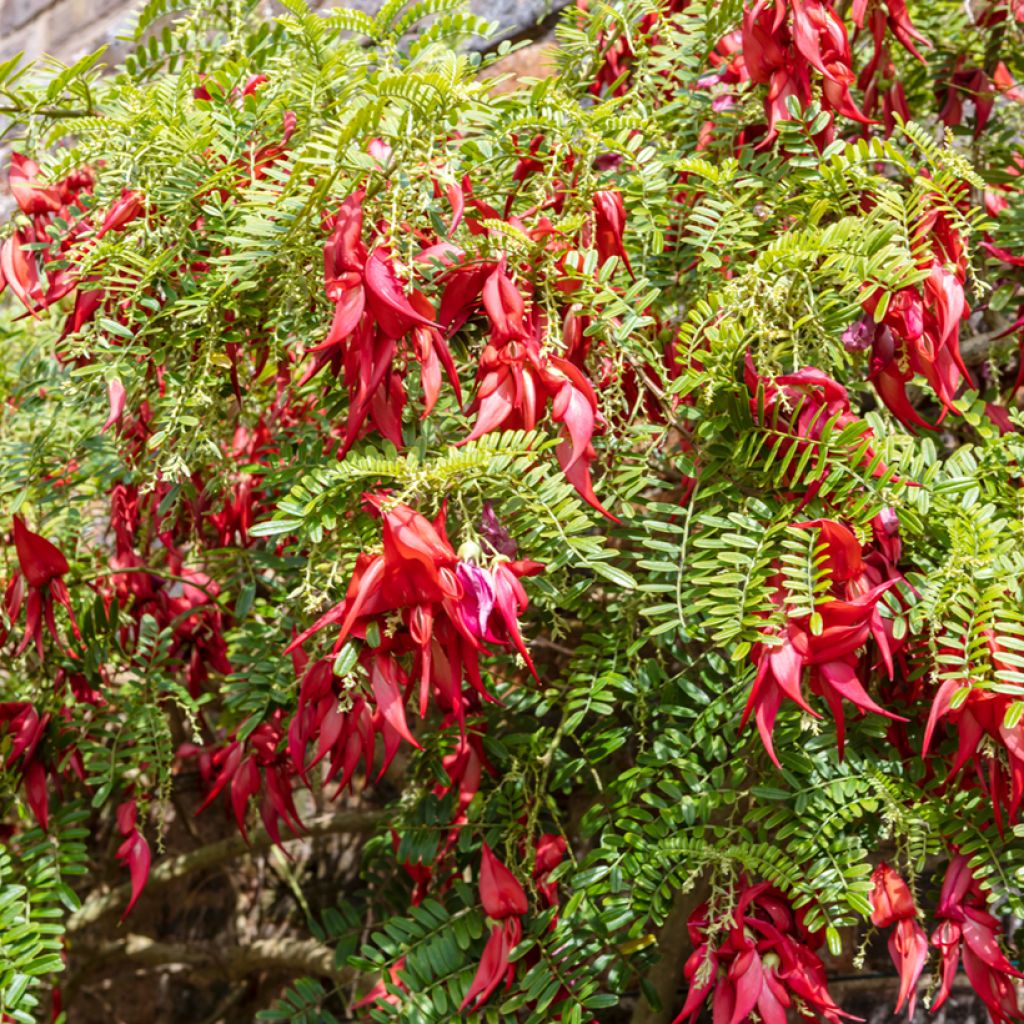 Graines de Clianthus puniceus
