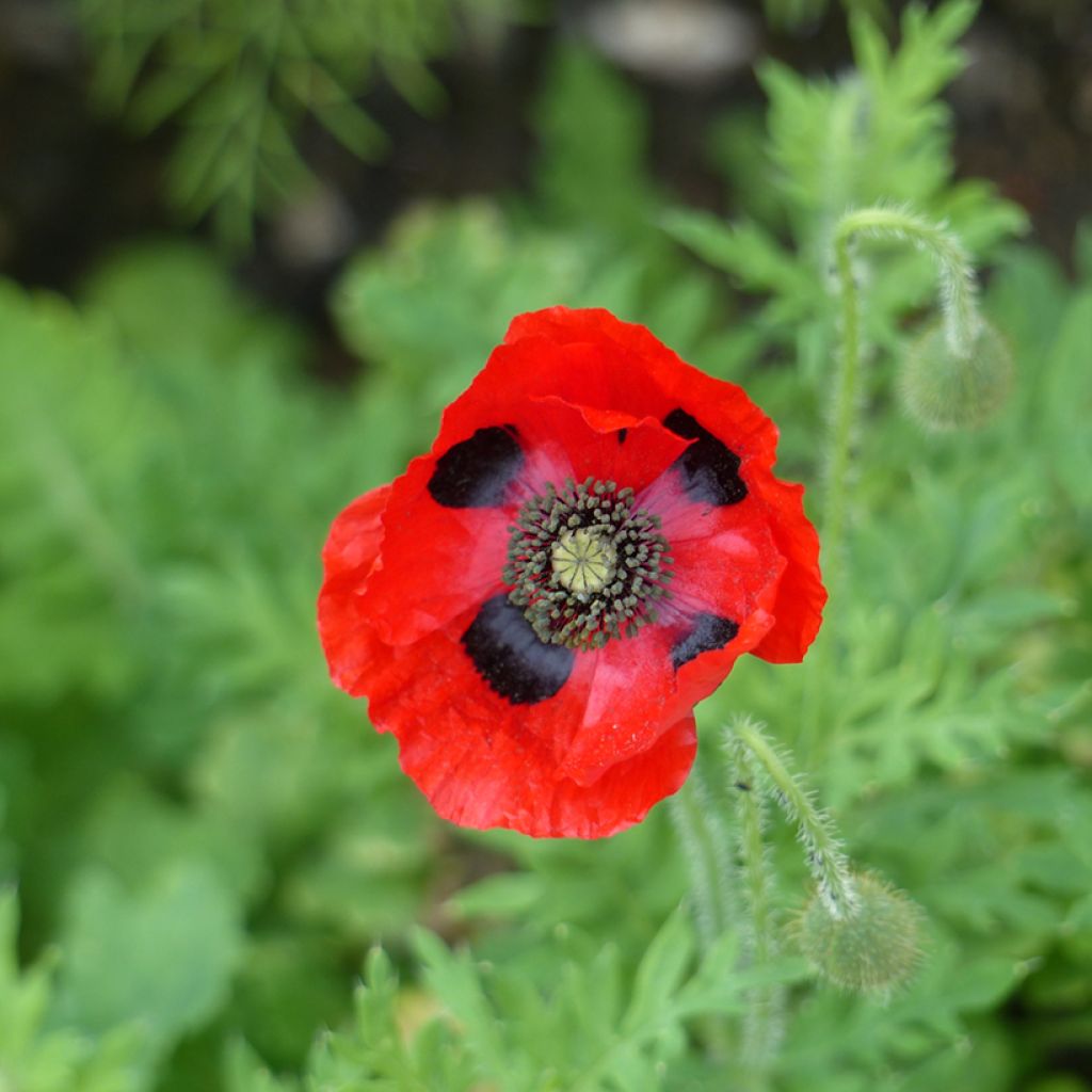 Graines de Coquelicot coccinelle - Papaver commutatum  Ladybird