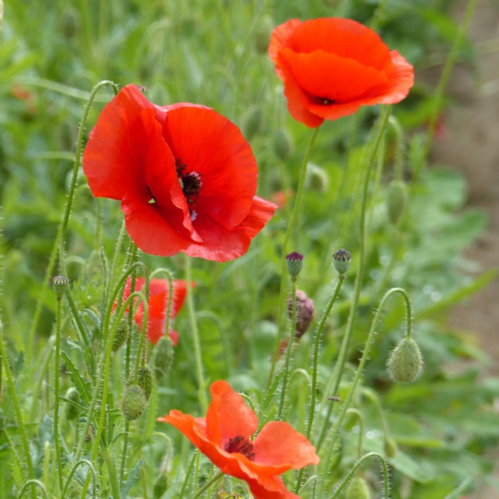 Graines de Coquelicot rouge BIO - Papaver rhoeas