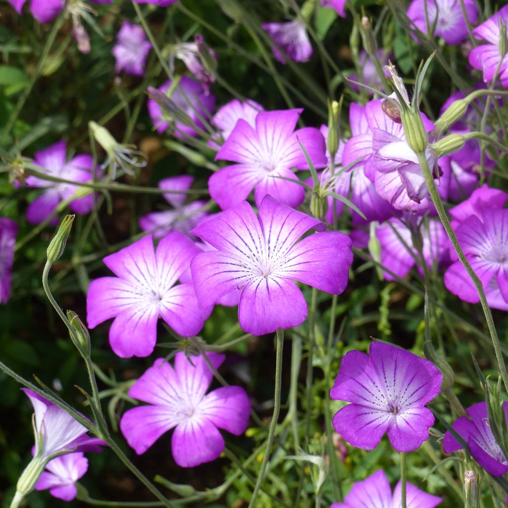 Graines de nielle des blés Purple Queen - Agrostemma githago