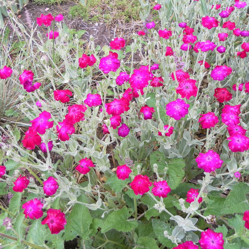 Graines de Coquelourde des jardins Atrosanguinea - Lychnis coronaria