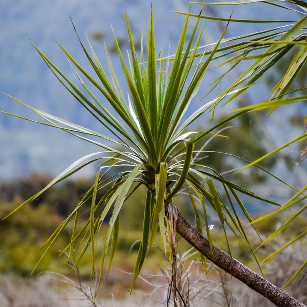 Graines de Cordyline australis (verte)