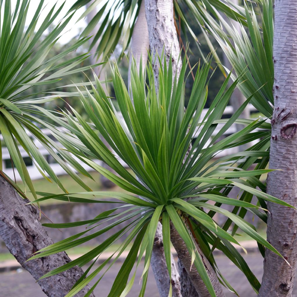 Graines de Cordyline australis (verte)