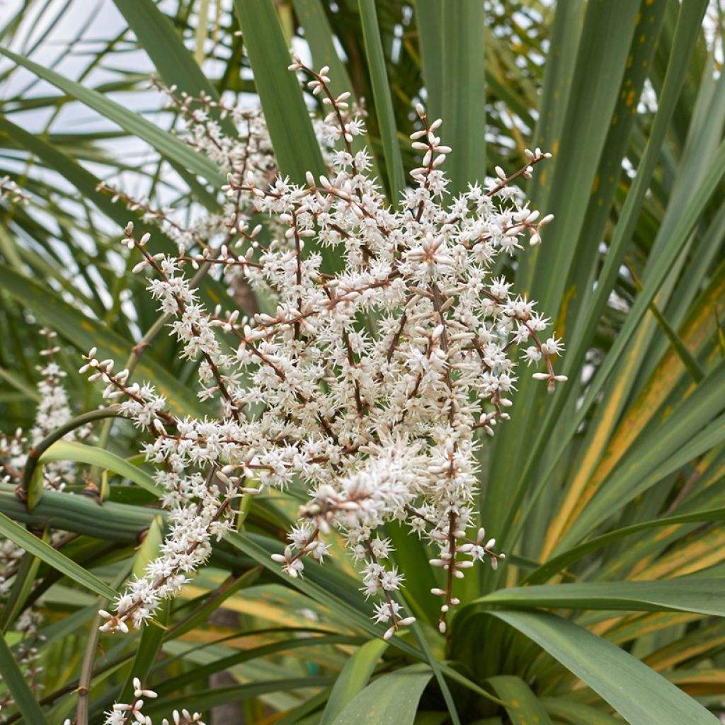 Graines de Cordyline australis (verte)