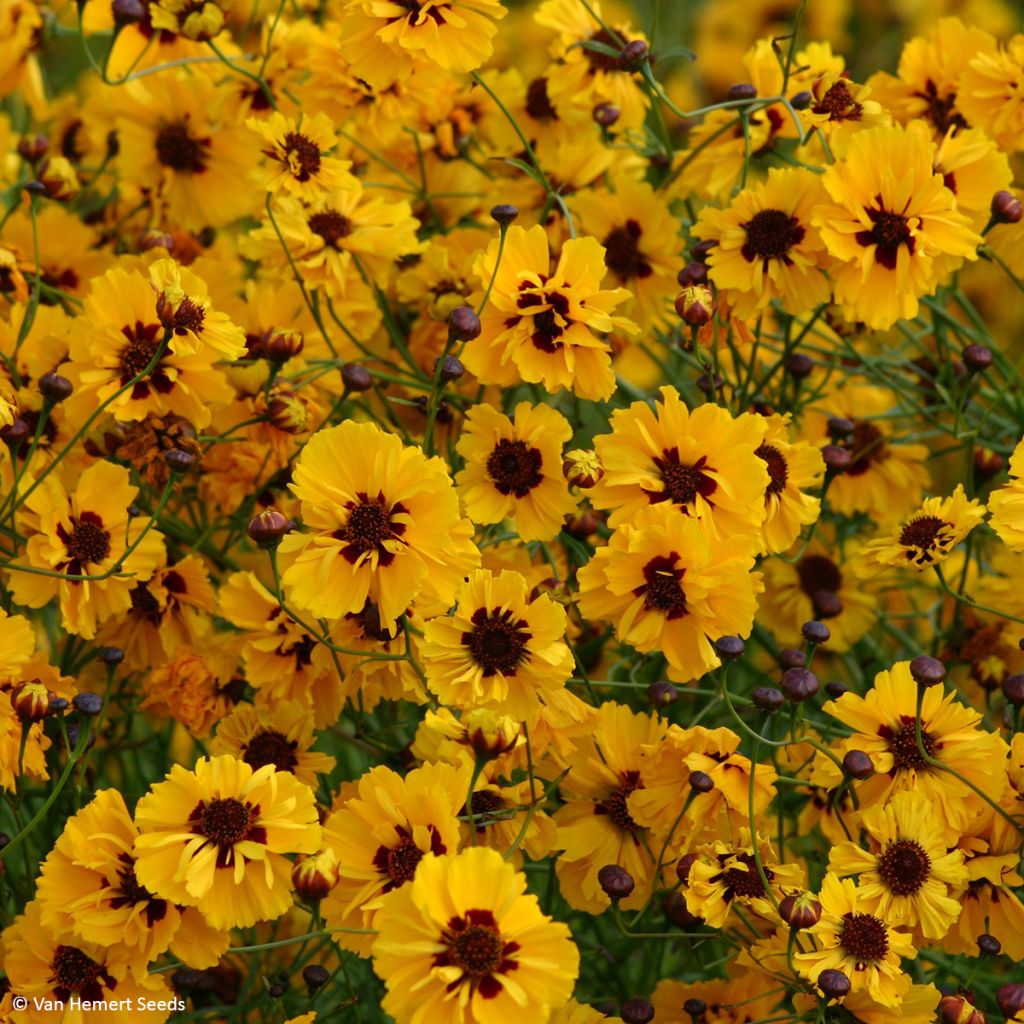 Graines de Coréopsis annuel Golden Roulette - Coreopsis tinctoria