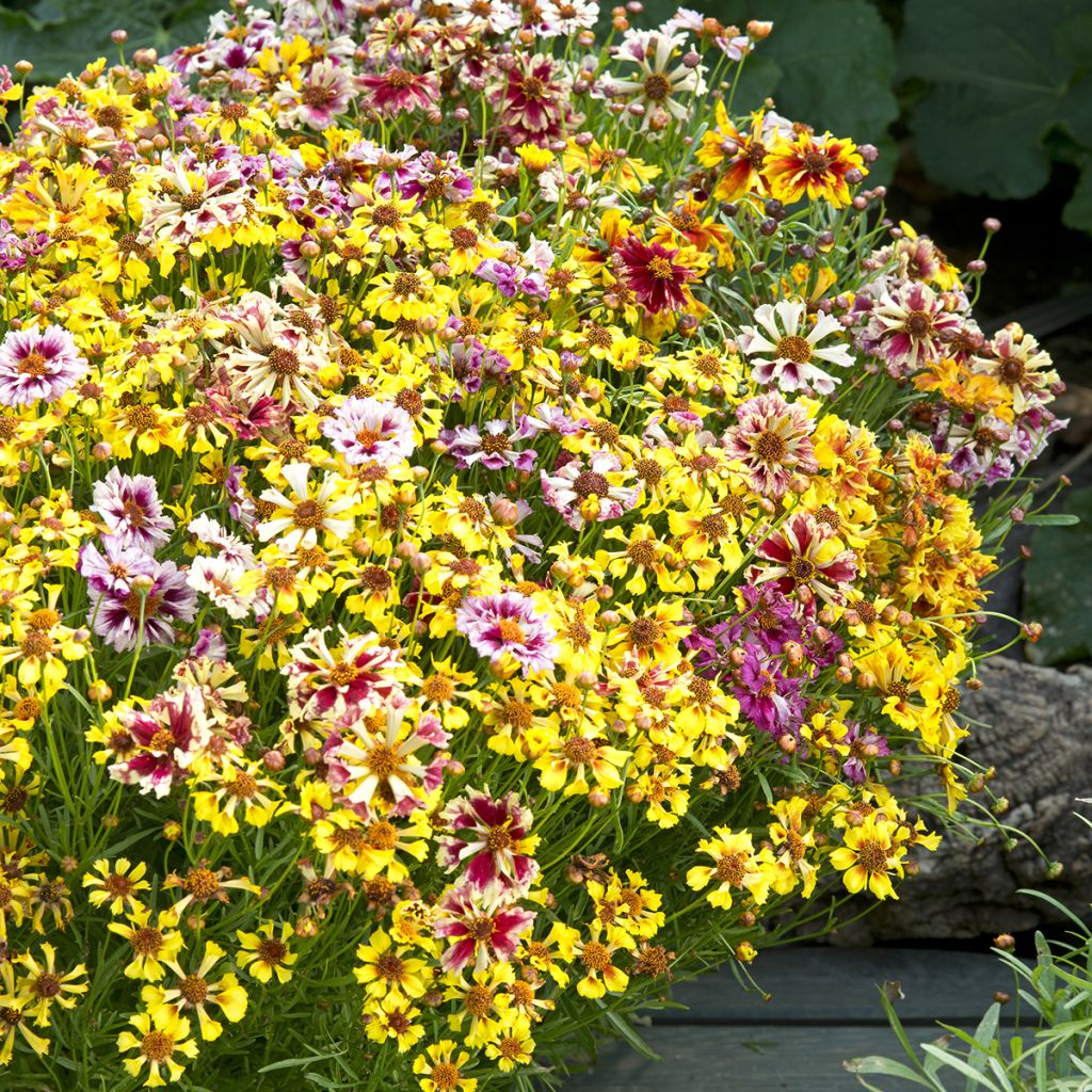 Graines de Coréopsis annuel Incredible Sea Shells Mix - Coreopsis x tinctoria