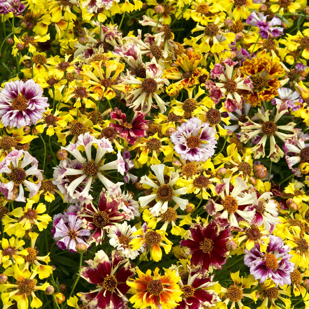 Graines de Coréopsis annuel Incredible Sea Shells Mix - Coreopsis x tinctoria