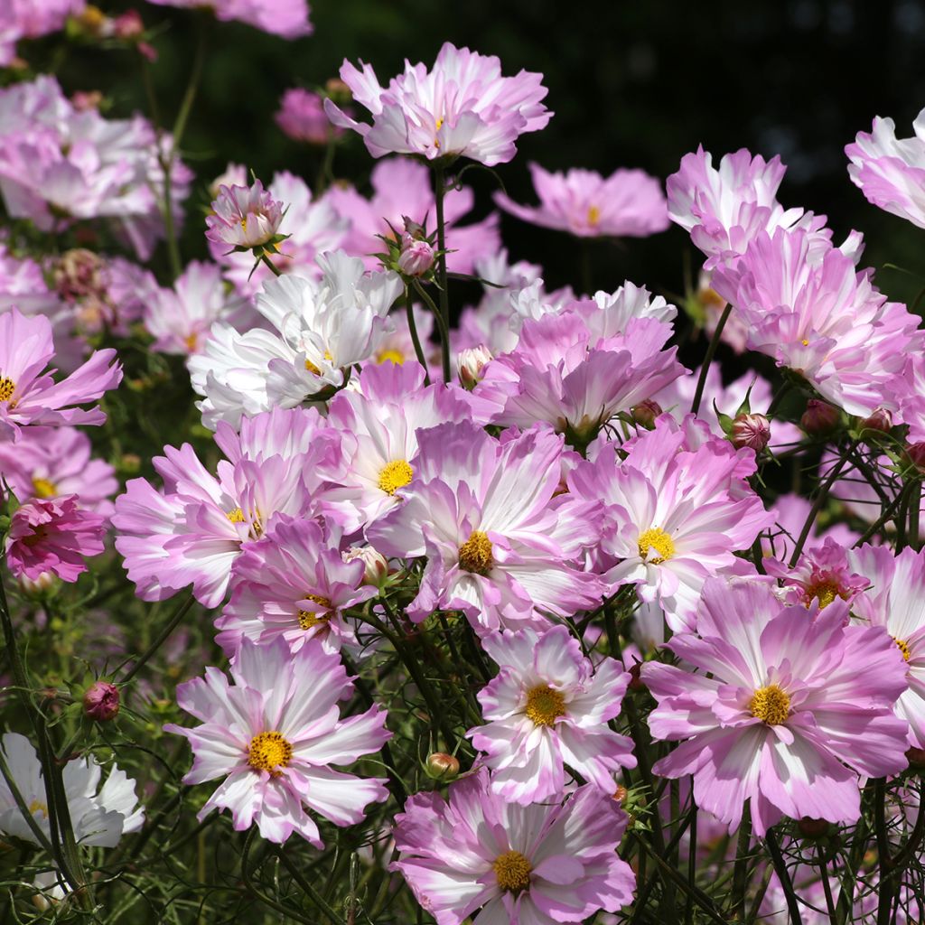 Graines de Cosmos Colletta Pink-White