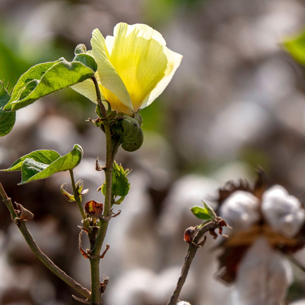 Graines de Coton - Gossypium herbaceum