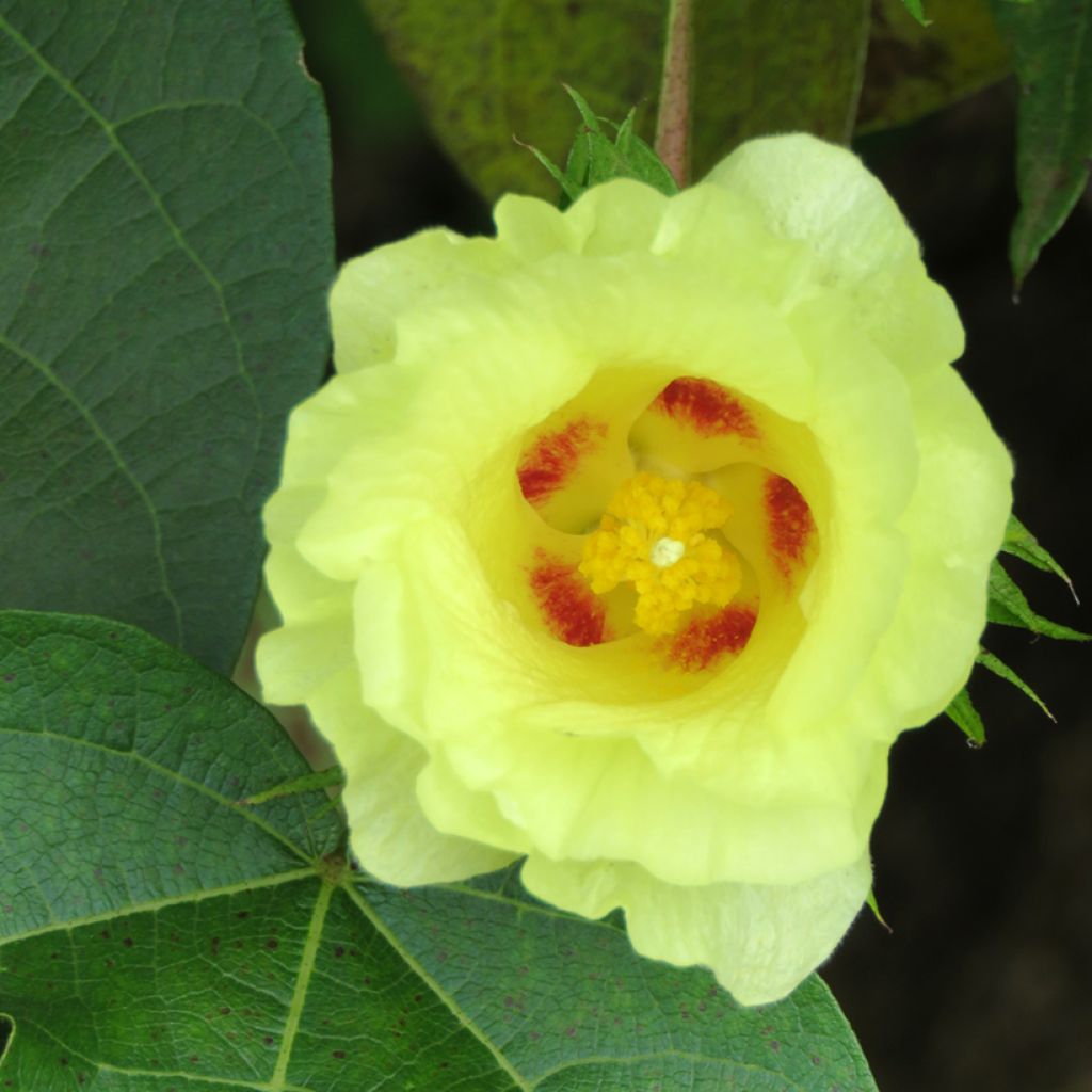 Graines de Coton - Gossypium herbaceum