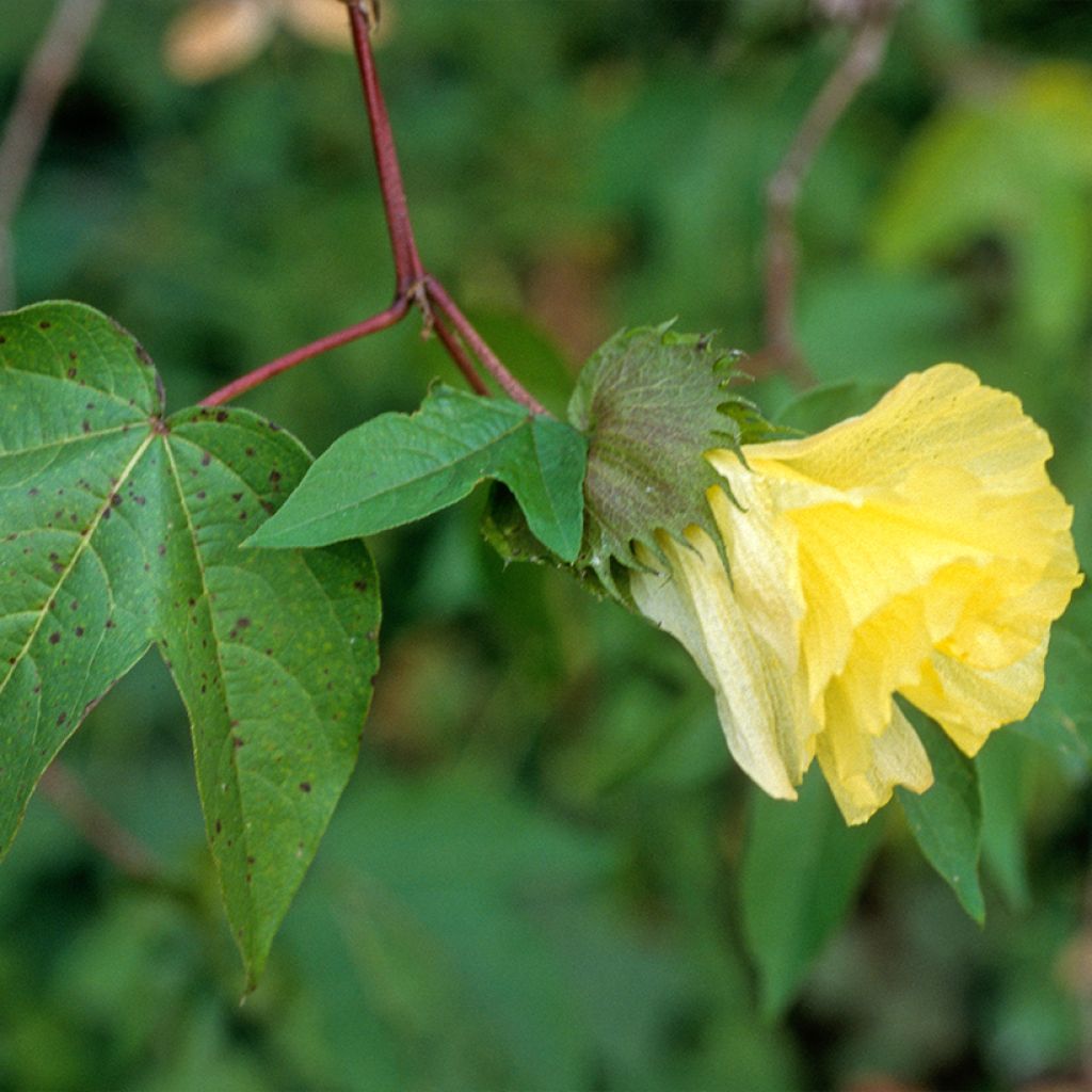 Graines de Coton - Gossypium herbaceum