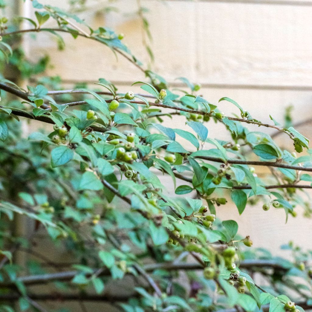 Graines de Cotoneaster franchetii