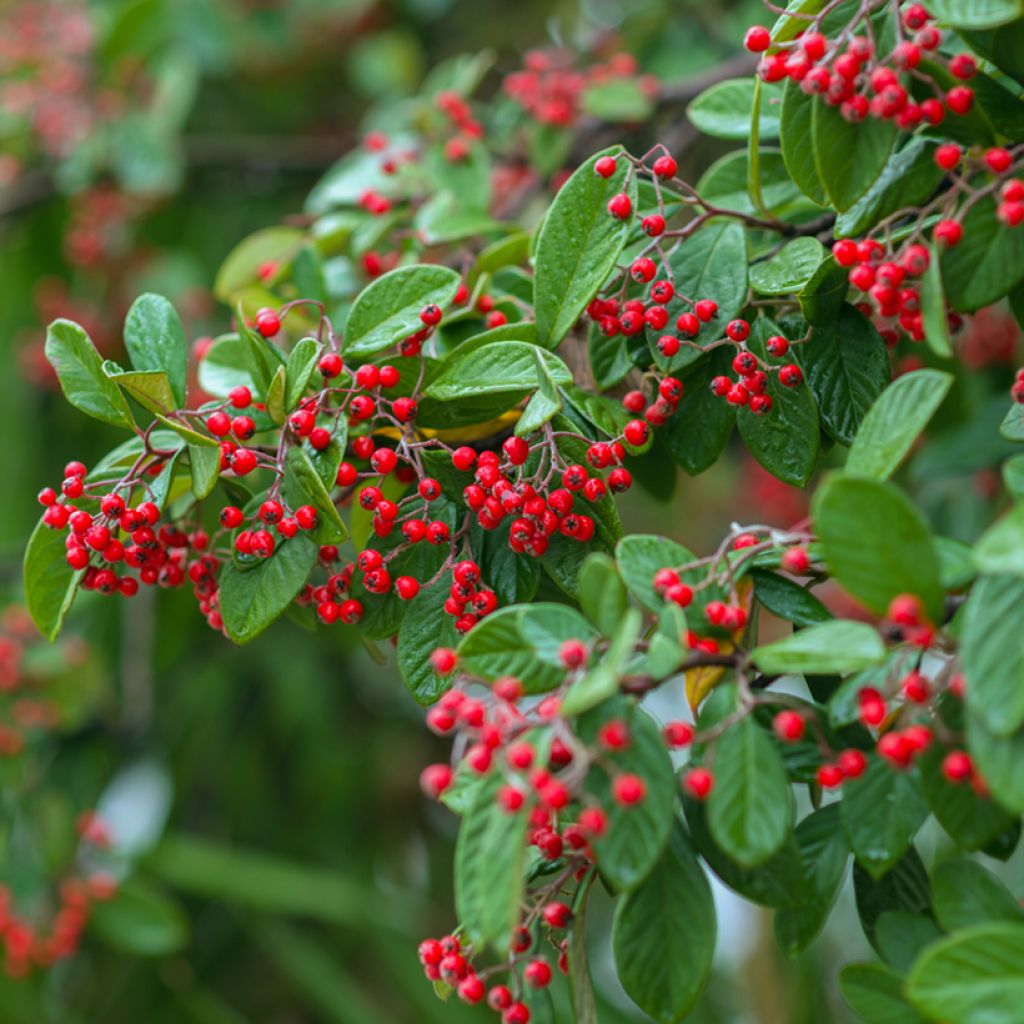 Graines de Cotoneaster franchetii