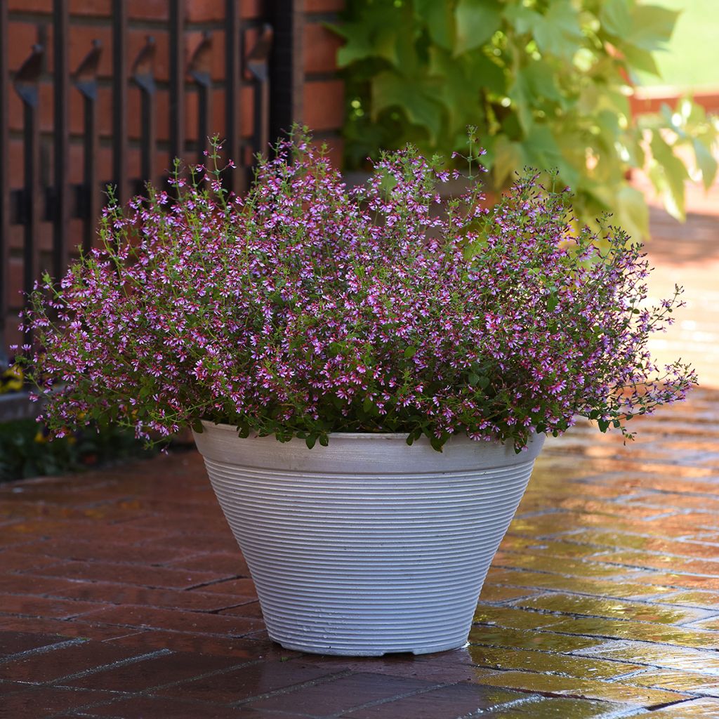 Graines de Cuphea Pink Shimmer (graines enrobées)