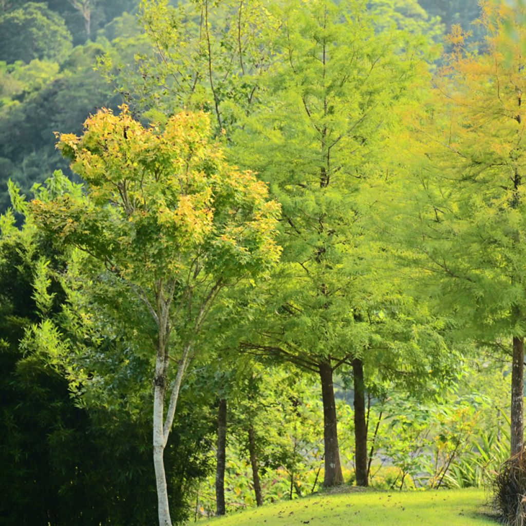 Graines de Cyprès-chauve - Taxodium distichum