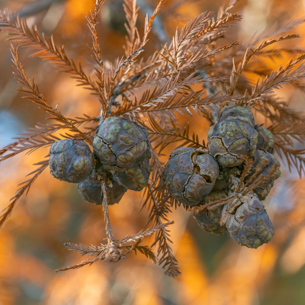Graines de Cyprès-chauve - Taxodium distichum