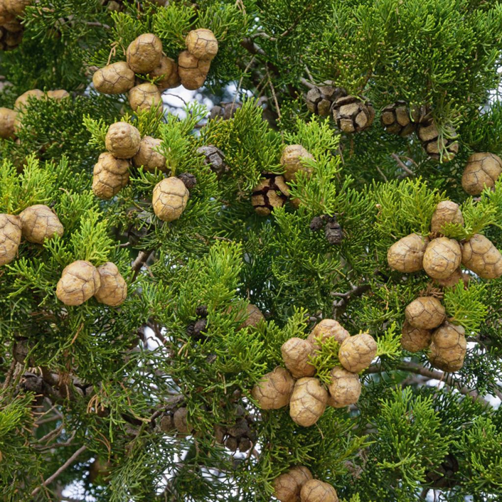 Graines de Cyprès de Provence