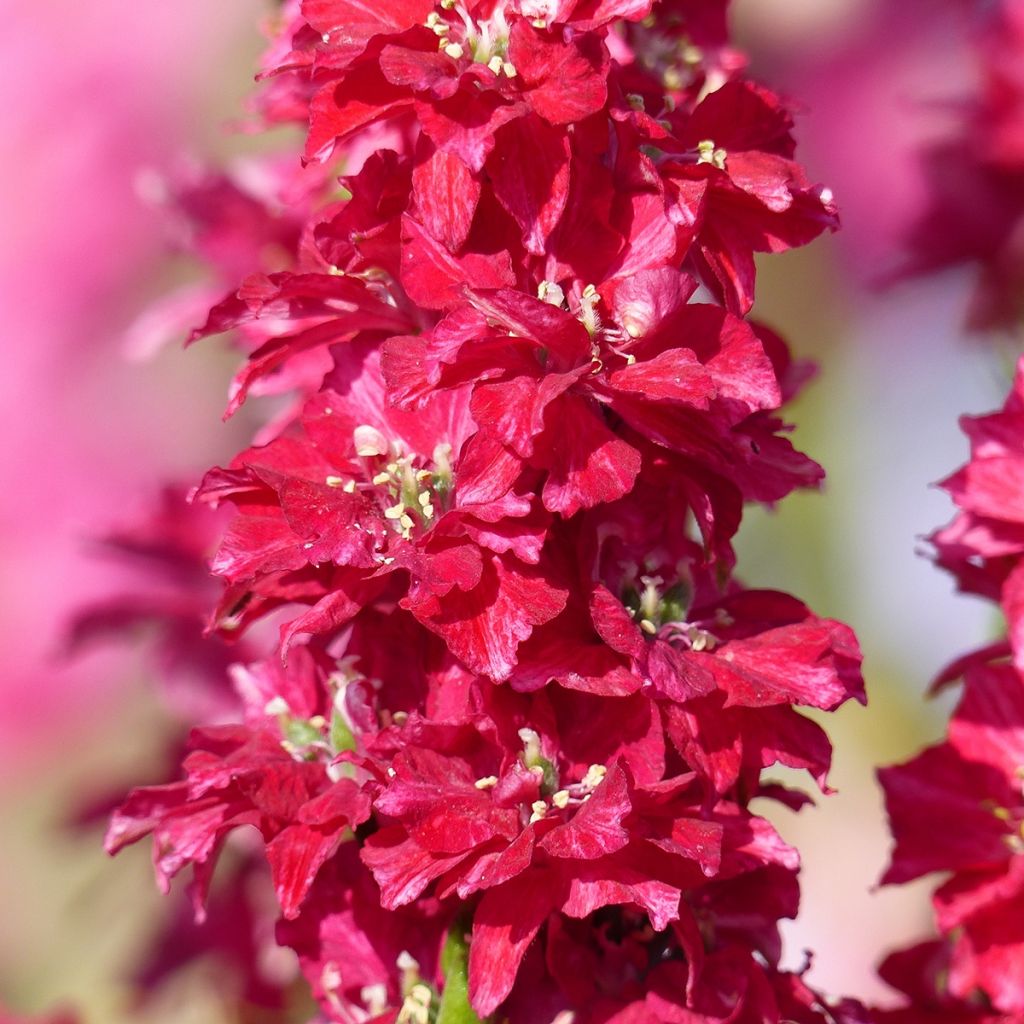 Graines de Delphinium Deep red - Pied d'Alouette annuel rouge