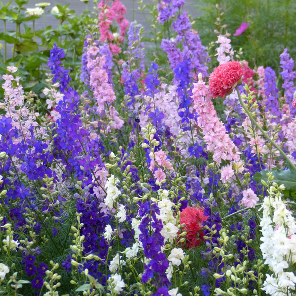 Graines de Delphinium Imperial Mix - Pied d'Alouette annuel